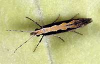 Adult diamondback moth