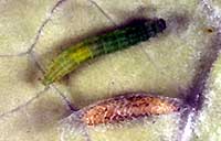 Pupae and larva of diamondback moth