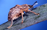 weevil, Oxyops vitiosa