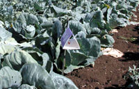 Diamondback moth trap in cabbages