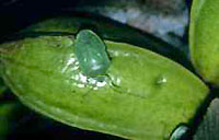 Green vegie bug on immature pecan nut