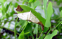 moth Lygodium cataclysta