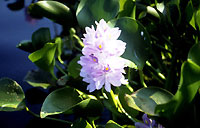 Water hyacinth in flower
