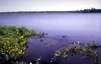lake after introduction of biocontrol
