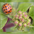 ladybird photo