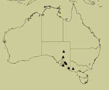 distribution map for angulata