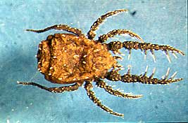 predatory soil mite