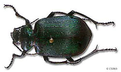 Calosoma schayeri (green carab beetle)