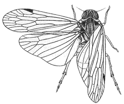 Oliarus lubra 