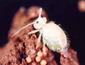 lucerne flea or clover springtail