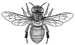 Apis mellifera (European honeybee)