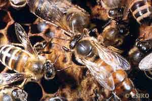 Bees in hive