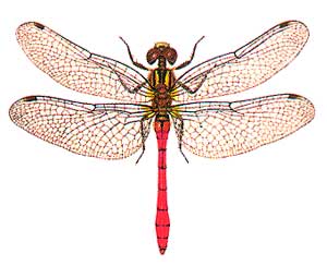 http://www.ento.csiro.au/education/Assets/images_insects/dragonfly.jpg