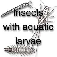Aquatic Diptera Larvae