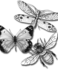 Two pairs of membranous wings