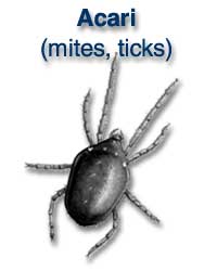 Acari (mites, ticks)