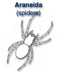 Araneae (spiders)