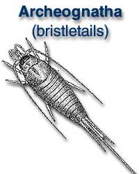 Archeognatha (bristletails)