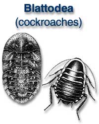 Blattodea (cockroaches)