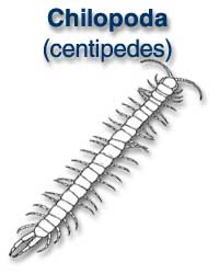 Chilopoda (centipedes)