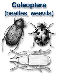 Coleoptera (beetles, weevils)