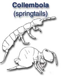 Collembola (springtails)