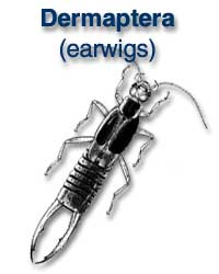 Dermaptera (earwigs)