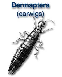 Dermaptera (earwigs)