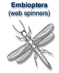 Embioptera (web spinners)