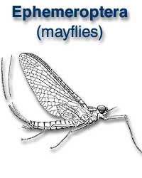 Ephemeroptera (mayflies)