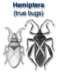 Hemiptera (trus bugs)