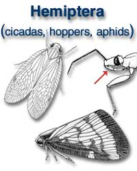 Hemiptera (cicadas, hoppers, aphids)
