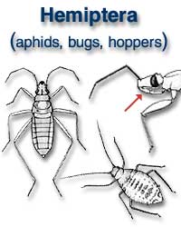 Hemiptera (aphids, bugs, hoppers)