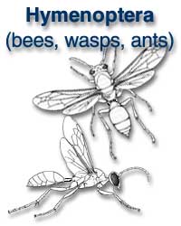Hymenoptera (ants, bees, wasps)