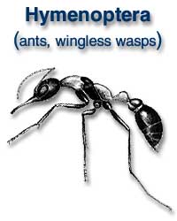 Hymenoptera (ants, wingless wasps)