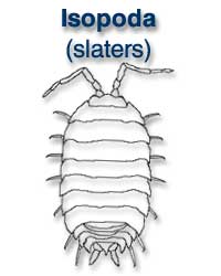 Isopoda (slaters)