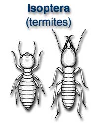 Isoptera (termites)