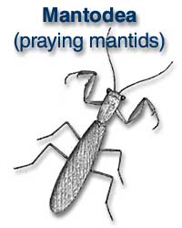 Mantodea (praying mantids)