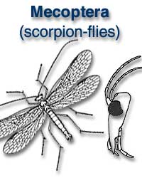 Mecoptera (scorpion flies)
