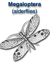 Megaloptera (alderflies, dobsonflies)