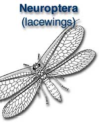 Neuroptera (lacewings, antlions)