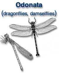 Odonata (dragonflies, damselflies)