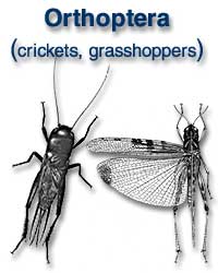 Orthoptera (crickets, grasshoppers)