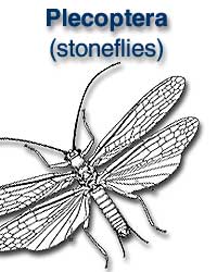 Plecoptera (stoneflies)