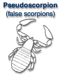 Pseudoscorpionida (false scorpions)