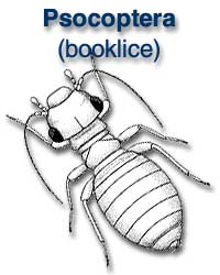 Psocoptera (booklice)