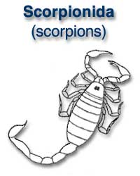 Scorpionida (scorpions)