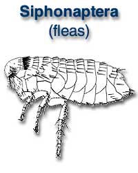 Siphonaptera (fleas)