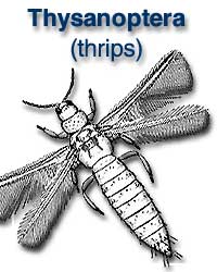 Thysanoptera (thrips)