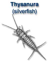 Thysanura (silverfish)